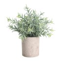 Planta Potted Grass 24Cm Chitose