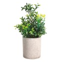 Planta Potted Grass 25Cm Chitose