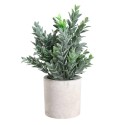 Planta Potted Grass 22Cm Chitose
