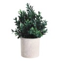 Planta Potted Grass 23Cm Chitose